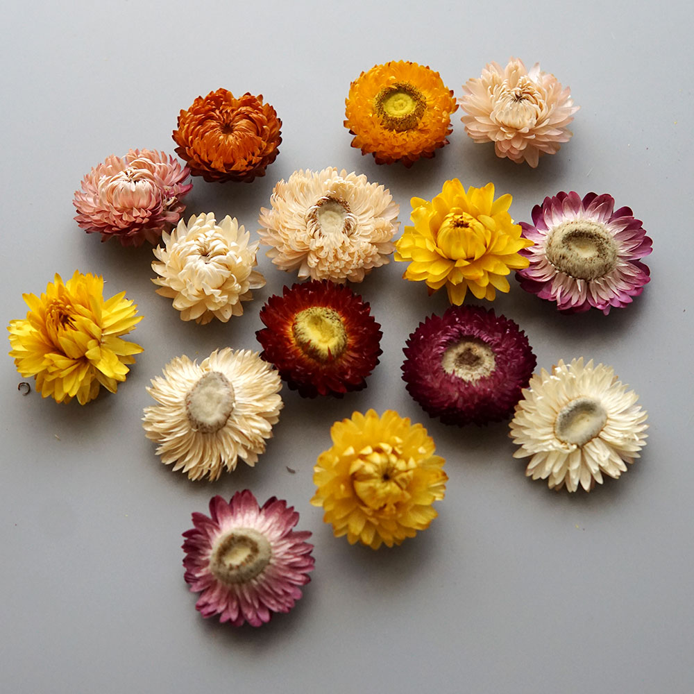 Couronne de chrysanthème color - Baby Products For Bathing avis et prix