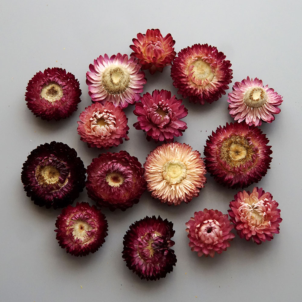 Couronne de chrysanthème color - Baby Products For Bathing avis et prix